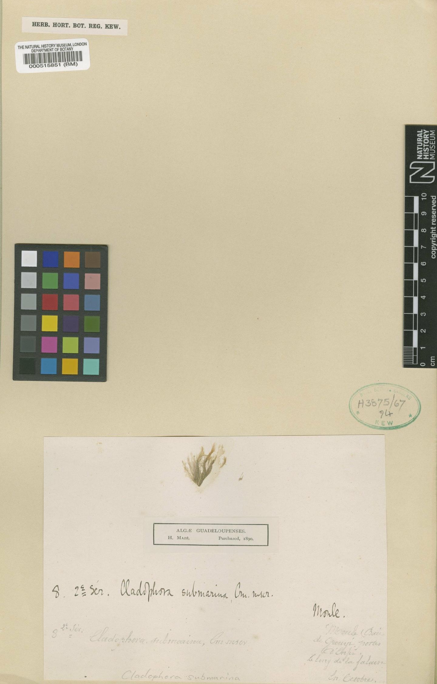 To NHMUK collection (Cladophora submarina P.Crouan & H.Crouan; Type; NHMUK:ecatalogue:4829542)