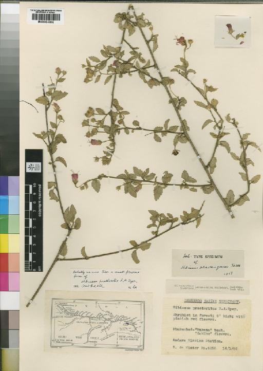 Hibiscus praeteritus R.A.Dyer - BM000843932