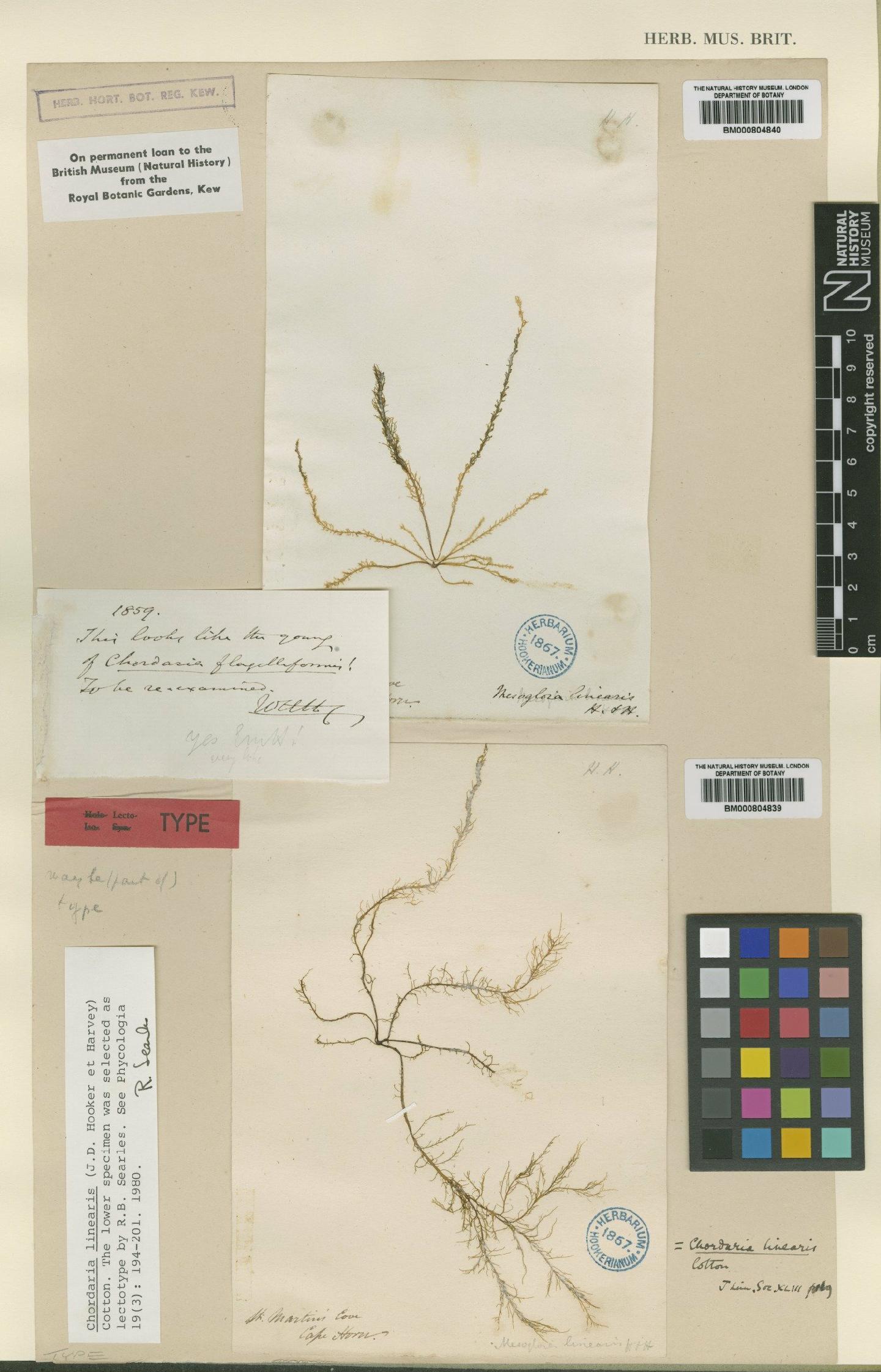 To NHMUK collection (Chordaria linearis (Hook.f. & Harv.) Cotton; NHMUK:ecatalogue:4525995)