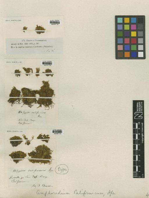 Amphidium californicum (Hampe ex Müll.Hal.) Broth. - BM000671381_a