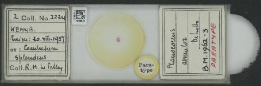 Planococcus aemulor De Lotto, 1964 - 010138331_117334_7804811