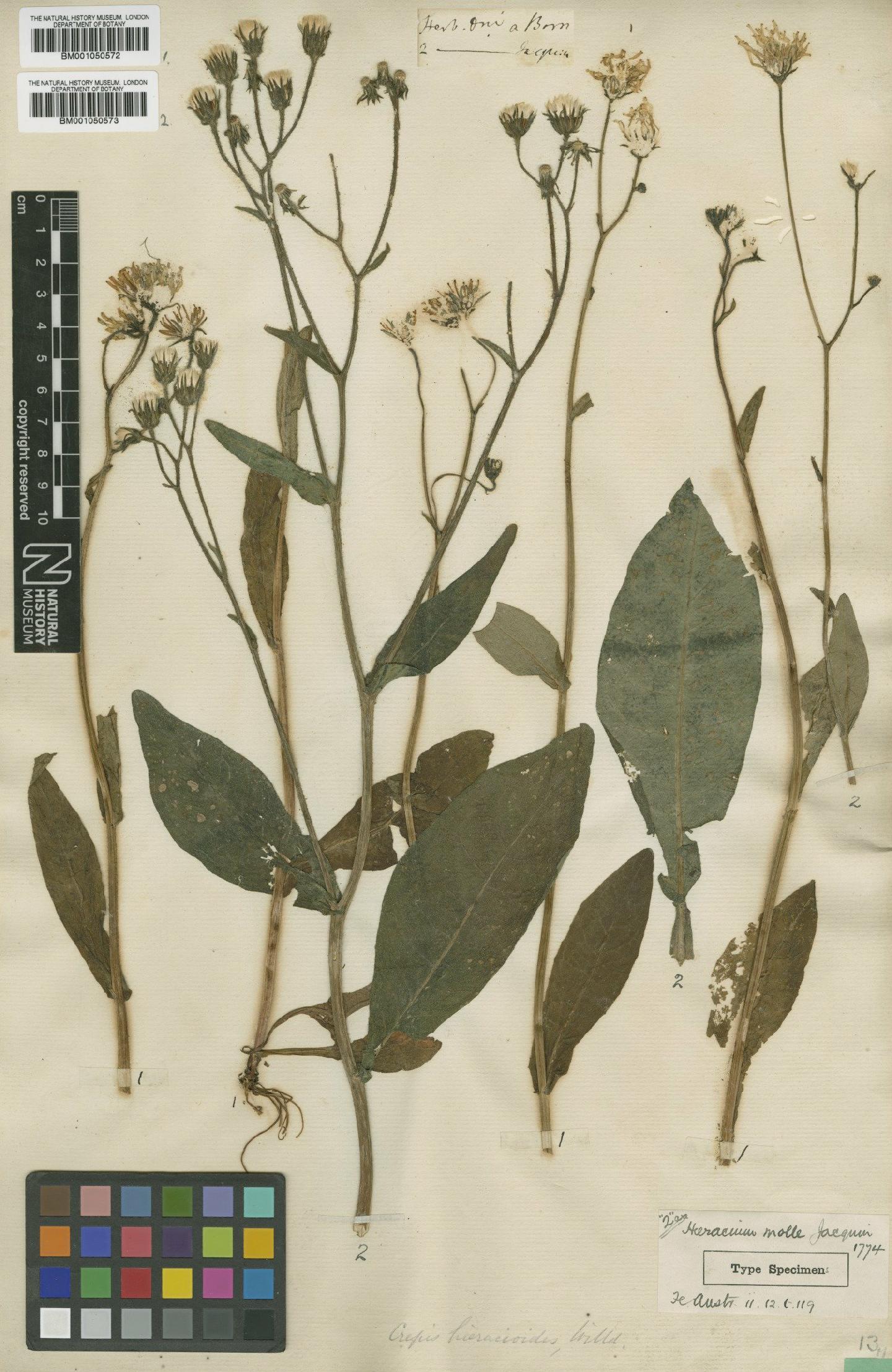 To NHMUK collection (Crepis mollis (Jacq.) Asch.; NHMUK:ecatalogue:2395828)