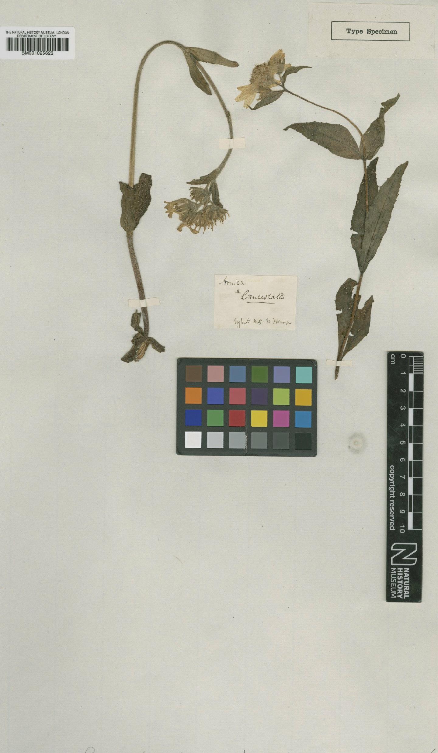 To NHMUK collection (Arnica lanceolata Nutt.; Type; NHMUK:ecatalogue:1185287)