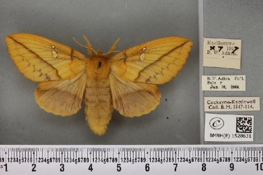 Euthrix potatoria ab. lutescens Tutt, 1902 - BMNHE_1528631_197133