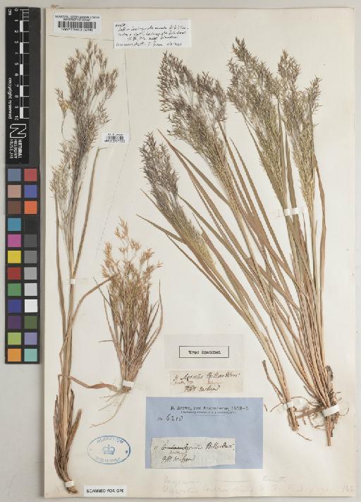 Lachnagrostis billardierei subsp. billardierei (R.Br.) Trin. - BM013767106