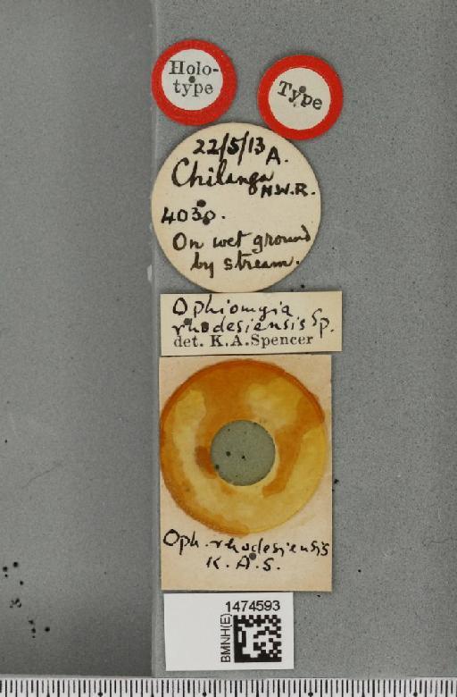 Ophiomyia rhodesiensis Spencer, 1959 - BMNHE_1474593_label_48047