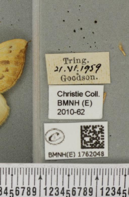 Gandaritis pyraliata (Denis & Schiffermüller, 1775) - BMNHE_1762048_label_345646