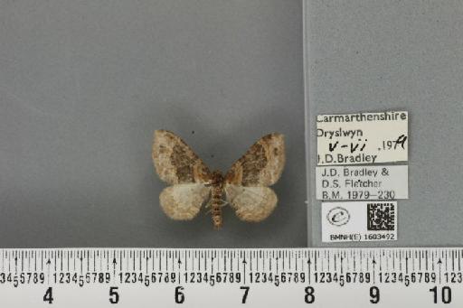 Xanthorhoe ferrugata ab. unidentaria Haworth, 1809 - BMNHE_1603492_310782