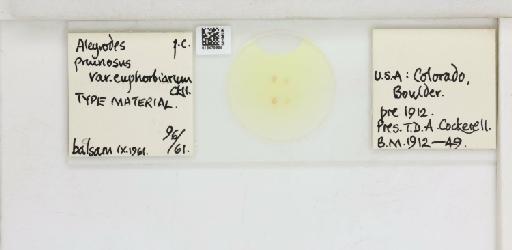 Aleyrodes pruinosa Bemis, 1904 - 013479899_117703_1091837_157842_Type