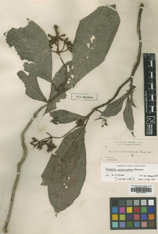 Psychotria ochnidiophora Wernham - BM000945511