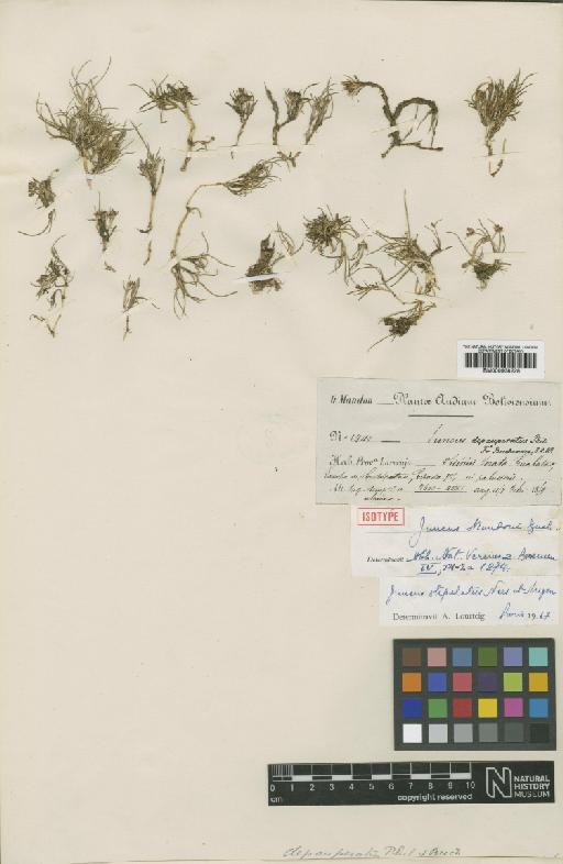 Juncus stipulatus Nees & Meyen - BM000938228