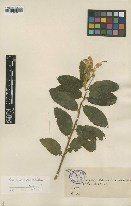 Centropogon vulpinus Wimm - BM000947564