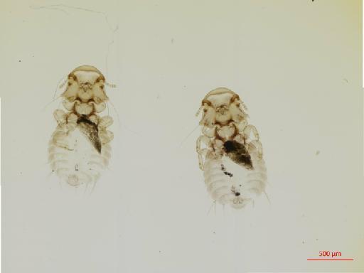 Auricotes emersoni Tendeiro, 1976 - 010668430__2017_07_28-Scene-1-ScanRegion0