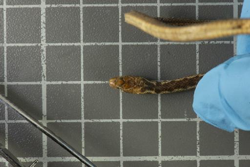 Natrix groundwateri - Image of specimen 1969.1706