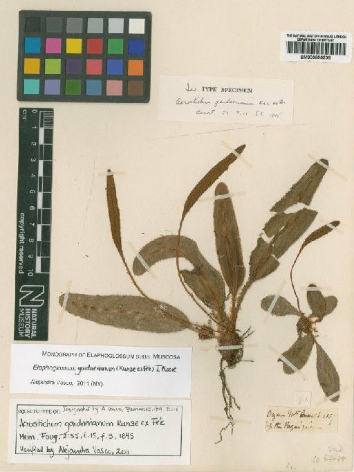 Elaphoglossum gardnerianum (Kunze) T.Moore - BM000890238