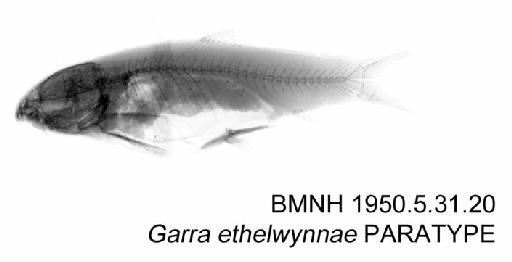 Garra ethelwynnae Menon, 1958 - BMNH 1950.5.31.20 - Garra ethelwynnae PARATYPE Radiograph