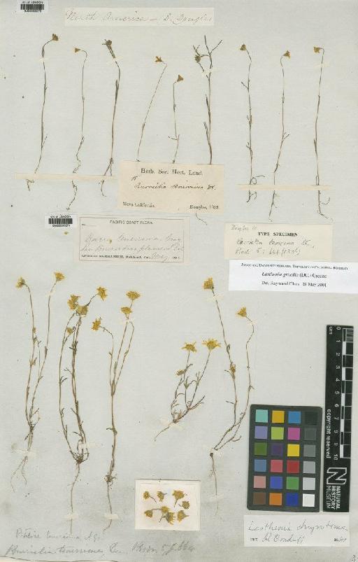 Lasthenia gracilis (DC.) Greene - BM000690274