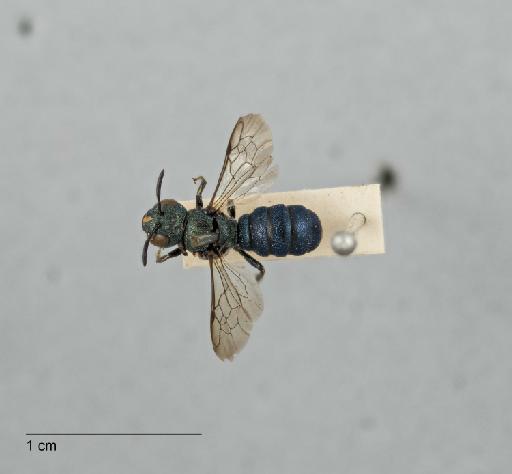 Ceratina (Pithitis) unimaculata Smith, F., 1879 - 013302500_Ceratina_unimaculata_NON TYPE_DOR