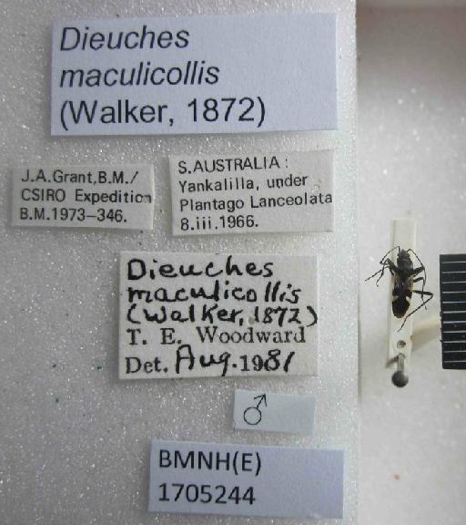 Dieuches maculicollis (Walker, 1872) - Dieuches maculicollis-BMNH(E)1705244-Non Type Male Labels
