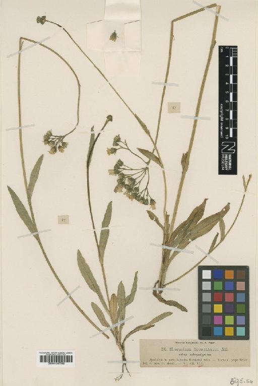 Hieracium florentinum subsp. subcymigerum Nägeli & Peter - BM001047998