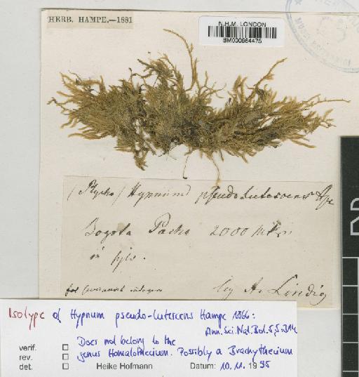 Camptothecium pseudolutescens (Hampe) A.Jaeger - BM000964475