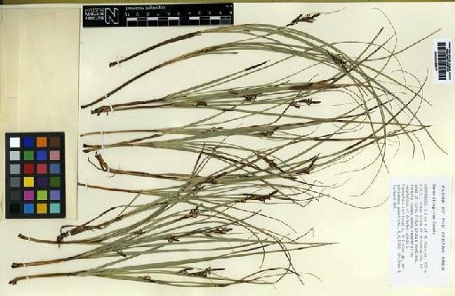 Carex illegitima Ces. - BM000895937