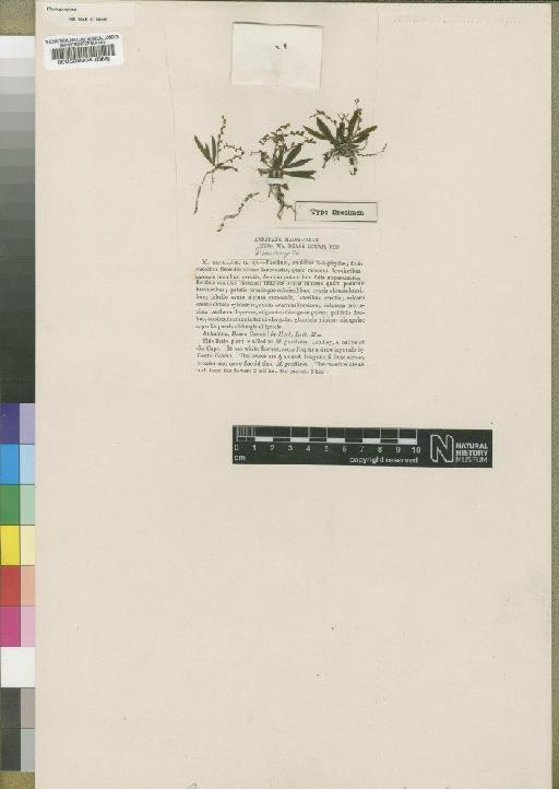 Angraecum tenellum (Ridl.) Schltr. - BM000539208