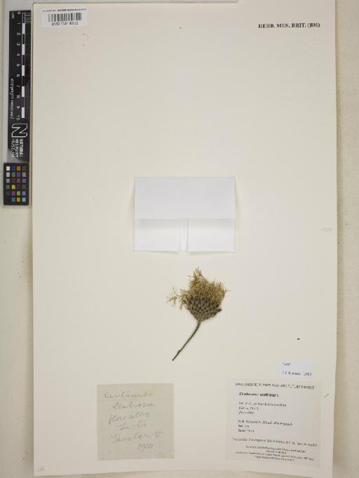 Centaurea scabiosa L. - BM013414952