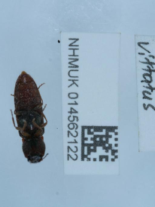 Athous (Athous) vittatus (Fabricius, 1792) - 014562122_1