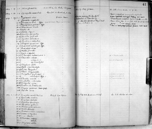 Lembos kergueleni parvorder Corophiidira (Stebbing, 1888) - Zoology Accessions Register: Crustacea: 1905 - 1935: page 41