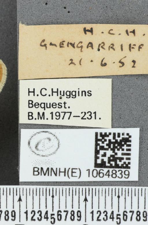 Coenonympha pamphilus (Linnaeus, 1758) - BMNHE_1064839_label_26104