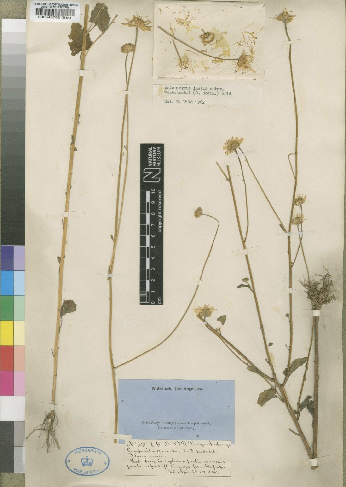 To NHMUK collection (Anisopappus lastii subsp. welwitschii (O.Hoffm.) Wild; Type; NHMUK:ecatalogue:4528514)