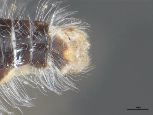 Heterotropus gracilis Greathead, 1967 - 010629032_Heterotropus_gracilis_terminalia_dorsal_Paratype