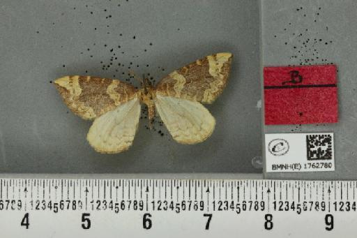 Eulithis populata (Linnaeus, 1758) - BMNHE_1762780_344305