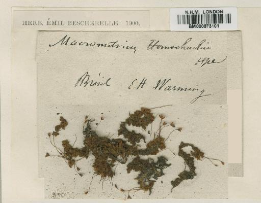 Macromitrium microstomum (Hook. & Grev.) Schwägr. - BM000873101