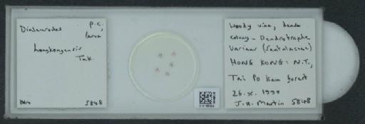 Dialeurodes honkongensis Takahashi, 1941 - 010165005_117715_1092019