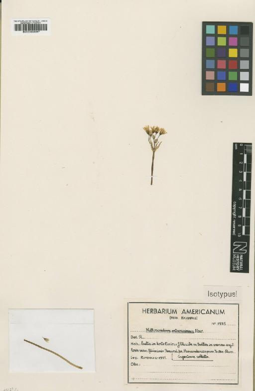 Nothoscordum entrerianum Ravenna - BM000938067