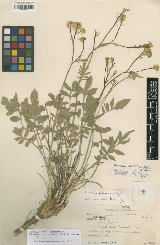 Winklera patrinioides subsp. chitralica Jafri - BM001122787