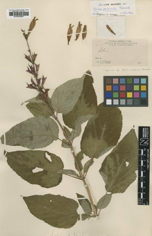 Salvia puberula Fernald - BM000993007