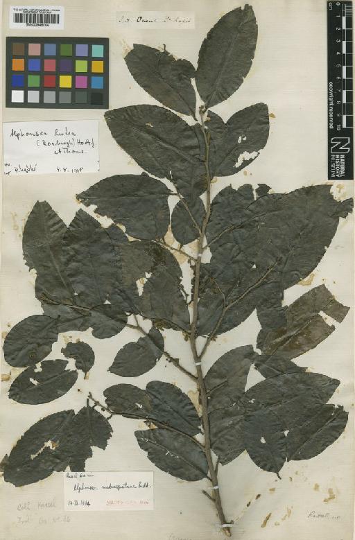 Alphonsea lutea (Roxb.) Hook.f. & Thomson - BM000946064