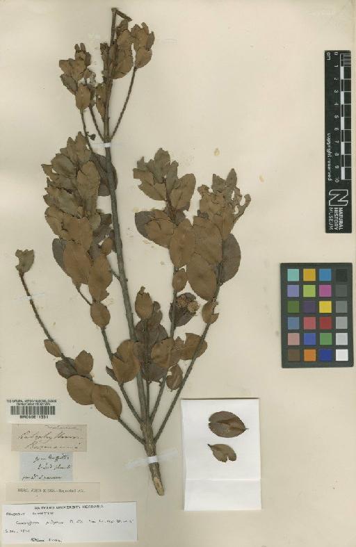 Calophyllum pisiferum Planch. & Triana - BM000611331