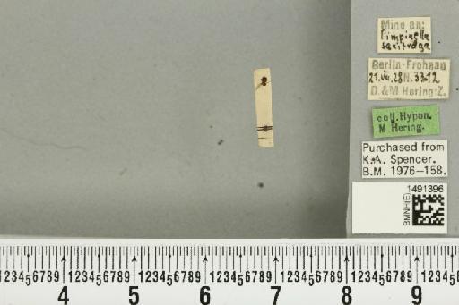 Phytomyza adjuncta Hering, 1928 - BMNHE_1491396_53026