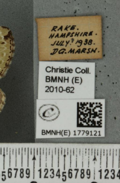 Colostygia pectinataria (Knoch, 1781) - BMNHE_1779121_label_354566