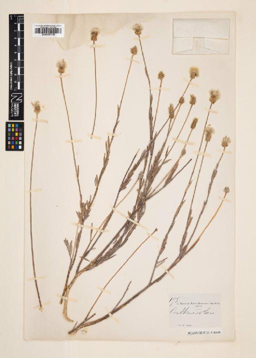 Gnidia somalensis var. sphaerocephala (Baker) Gastaldo - 000951183