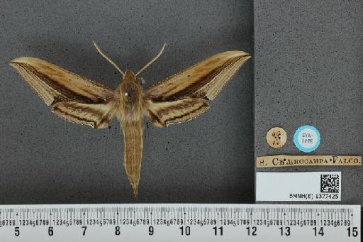 Xylophanes falco (Walker, 1856) - BMNH(E) 1377425 Xylophanes falco dorsal and labels.JPG