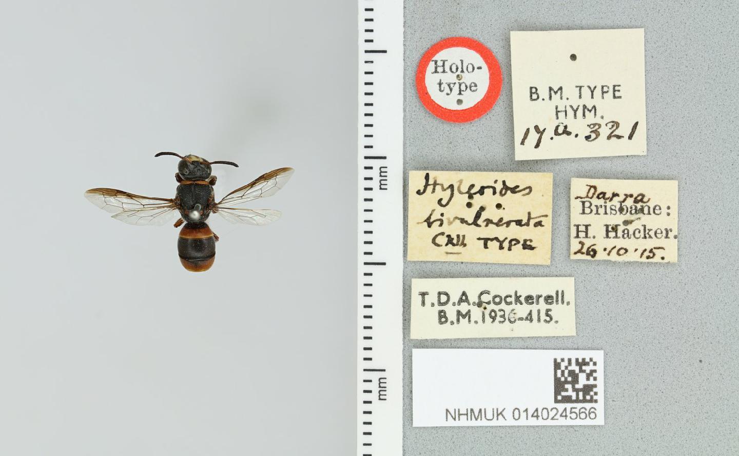 Hyleoides bivulnerata