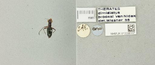 Therates dimidiatus brooksi Nidek, 1977 - 013388137_770164_952315