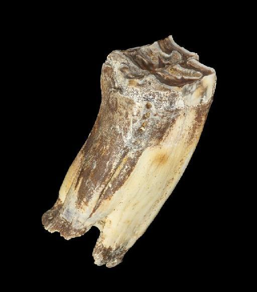 Equus ferus mosbachensis - M82528_7 Equus ferus Boxgrove Cheek tooth