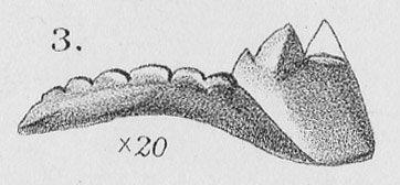 Polygnathus crassus Hinde, 1879 - Plate_XVII_3_A4247.jpg