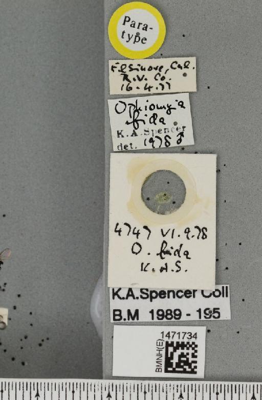 Ophiomyia fida Spencer, 1981 - BMNHE_1471734_label_47396